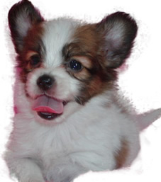 子犬期のパピヨン